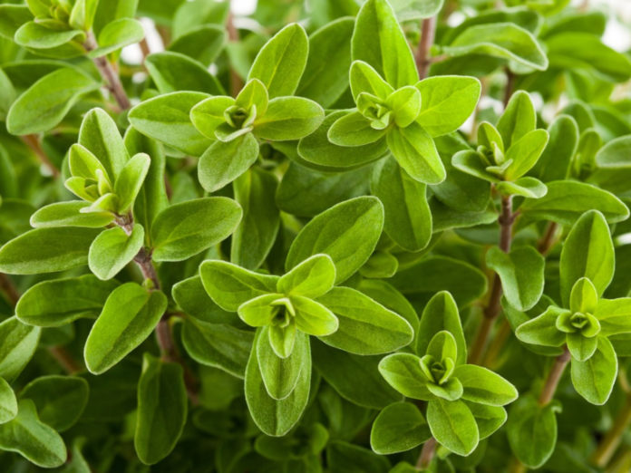 marjoram