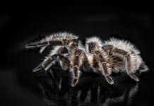 Tarantulas eating guide