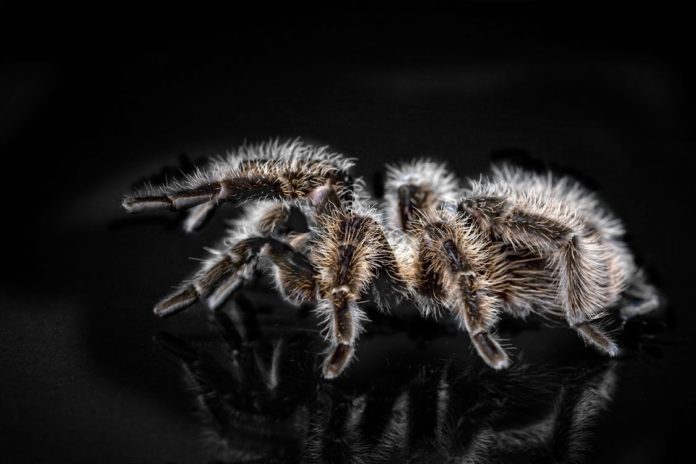 Tarantulas eating guide