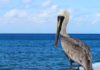 fish eating birds