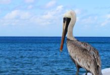 fish eating birds