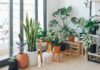 big leaf indoor plants