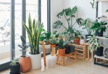 big leaf indoor plants