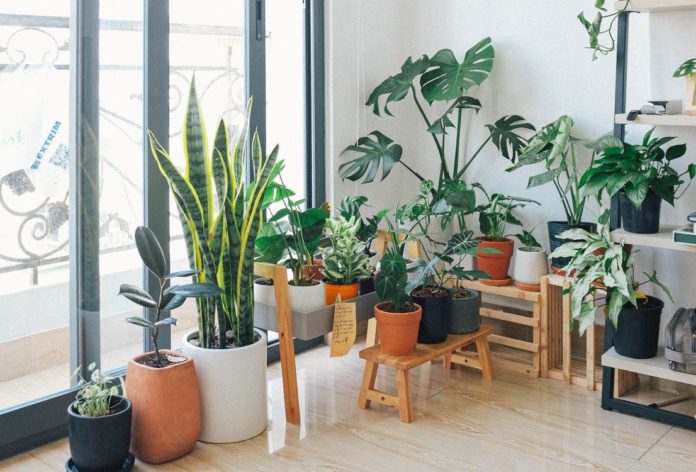 big leaf indoor plants