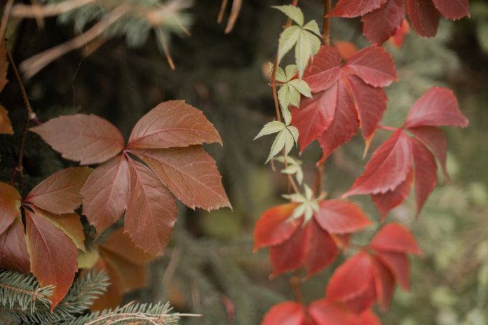 tips to preserve leaves