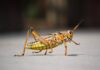 life cycle of a grasshopper