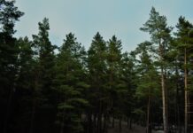 pine trees