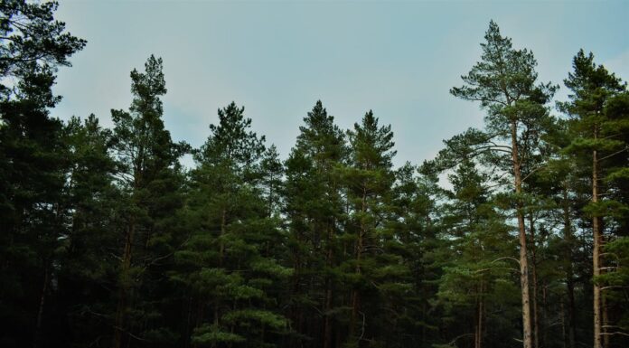 pine trees