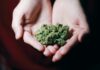 exotic weed strains