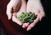 exotic weed strains