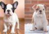 FRENCH BULLDOG VS ENGLISH BULLDOG