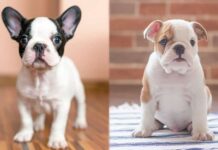 FRENCH BULLDOG VS ENGLISH BULLDOG