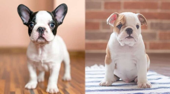 FRENCH BULLDOG VS ENGLISH BULLDOG