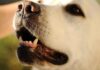 TEETH CHATTERING IN DOGS