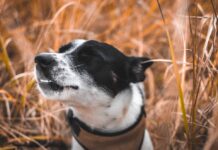 dog reverse sneeze