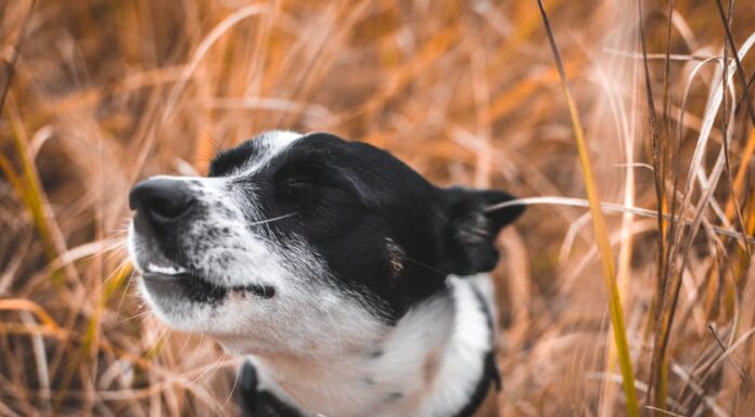 dog reverse sneeze