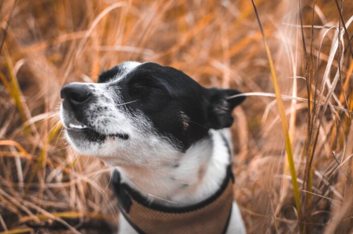 dog reverse sneeze