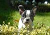 Do Boston Terriers Shed a Lot
