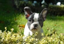 Do Boston Terriers Shed a Lot