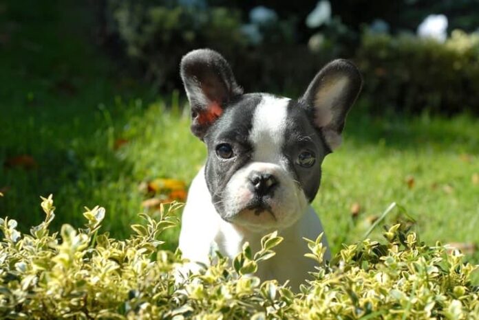 Do Boston Terriers Shed a Lot