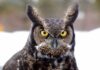 Owls in Michigan