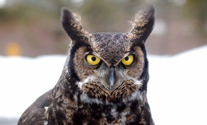 Owls in Michigan