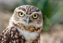 Owls In Georgia