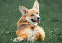 Are Corgis hypoallergenic