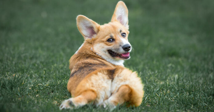 Are Corgis hypoallergenic