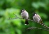 Birds Of Georgia