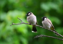 Birds Of Georgia