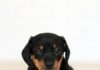 Do Rottweilers Shed