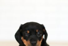 Do Rottweilers Shed