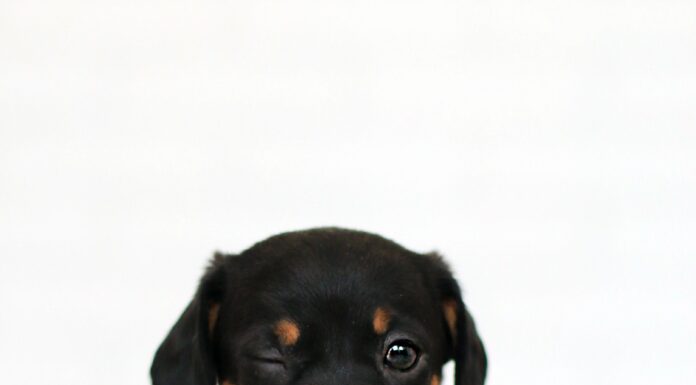Do Rottweilers Shed