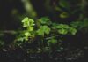 a 5 leaf clover meaning