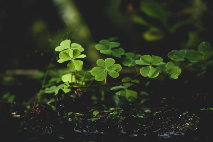 a 5 leaf clover meaning