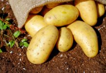 Best Mashed Potatoes Recipe
