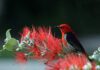 Bird With Red Head
