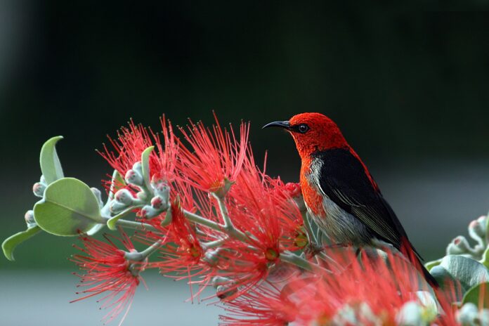 Bird With Red Head