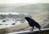 How To Attract Crows
