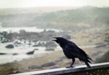 How To Attract Crows