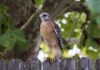 hawks in texas