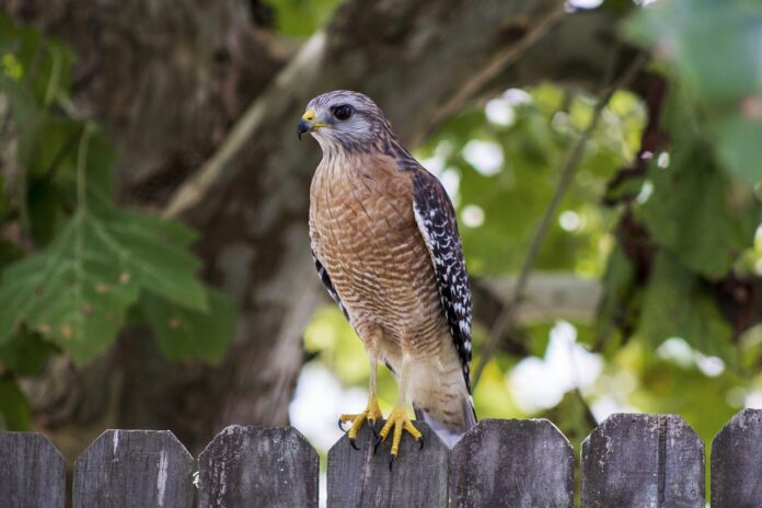 hawks in texas