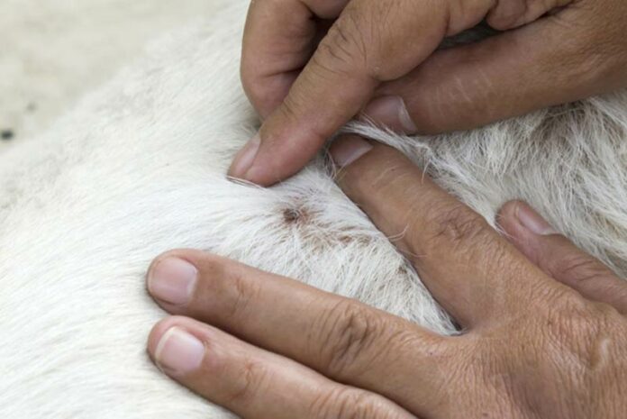 dried tick on dog