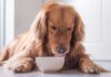 bone broth for dogs