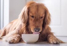 bone broth for dogs