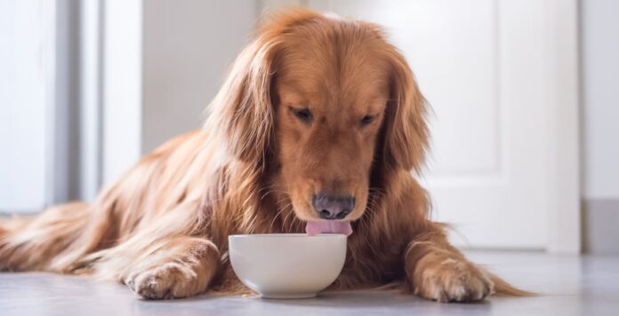 bone broth for dogs