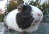 GUINEA PIGS NAILS