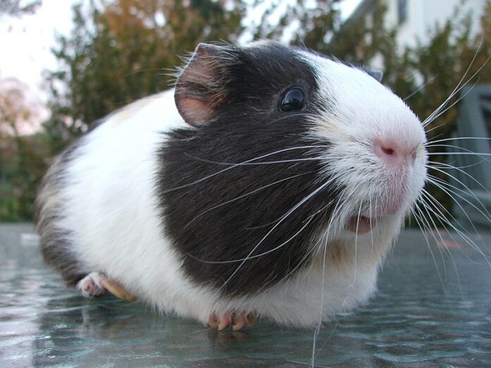 GUINEA PIGS NAILS