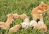 Which Hamsters Can live together